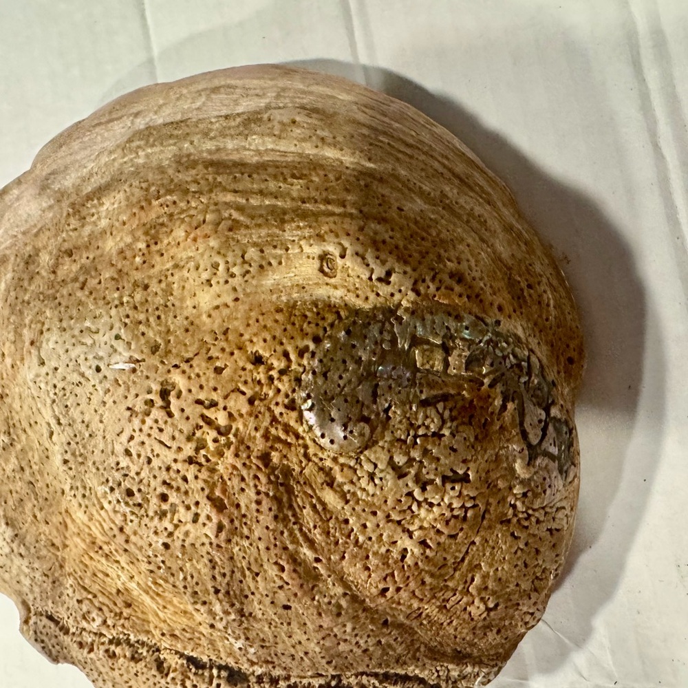 Iridescent Abalone Shell - Picture 6 of 8